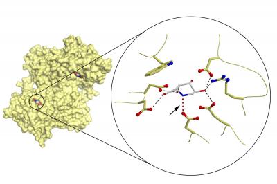 Pharmacological Chaperone
