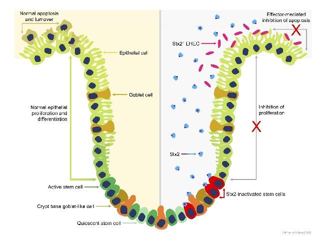 Toxin Promotes Cattle-To-Cattle Transmission Of Deadly <i>Escherichia coli</i> Strains