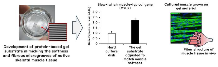 A protein-based gel substrate mimicking the microgrooves of native skeletal muscle tissue was developed.