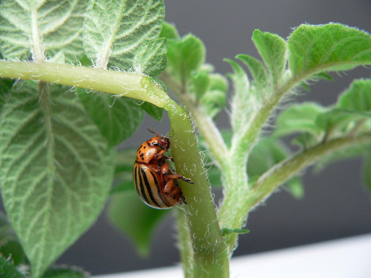 Crops Protected With Double-Stranded RNA (4 of 4)