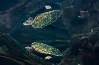 Turtle (2 of 2)