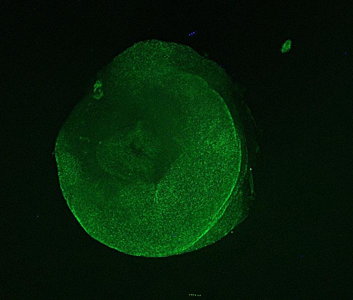 Fluorescence showing cell proliferation