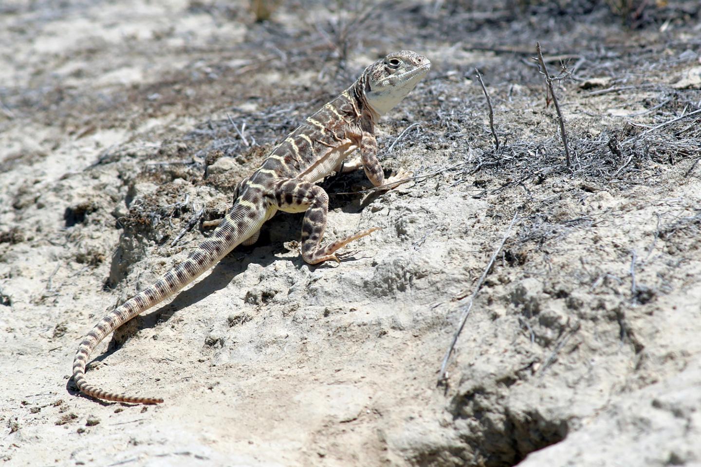 Blunt-Nosed Leopard Lizard