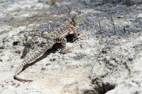 Blunt-Nosed Leopard Lizard