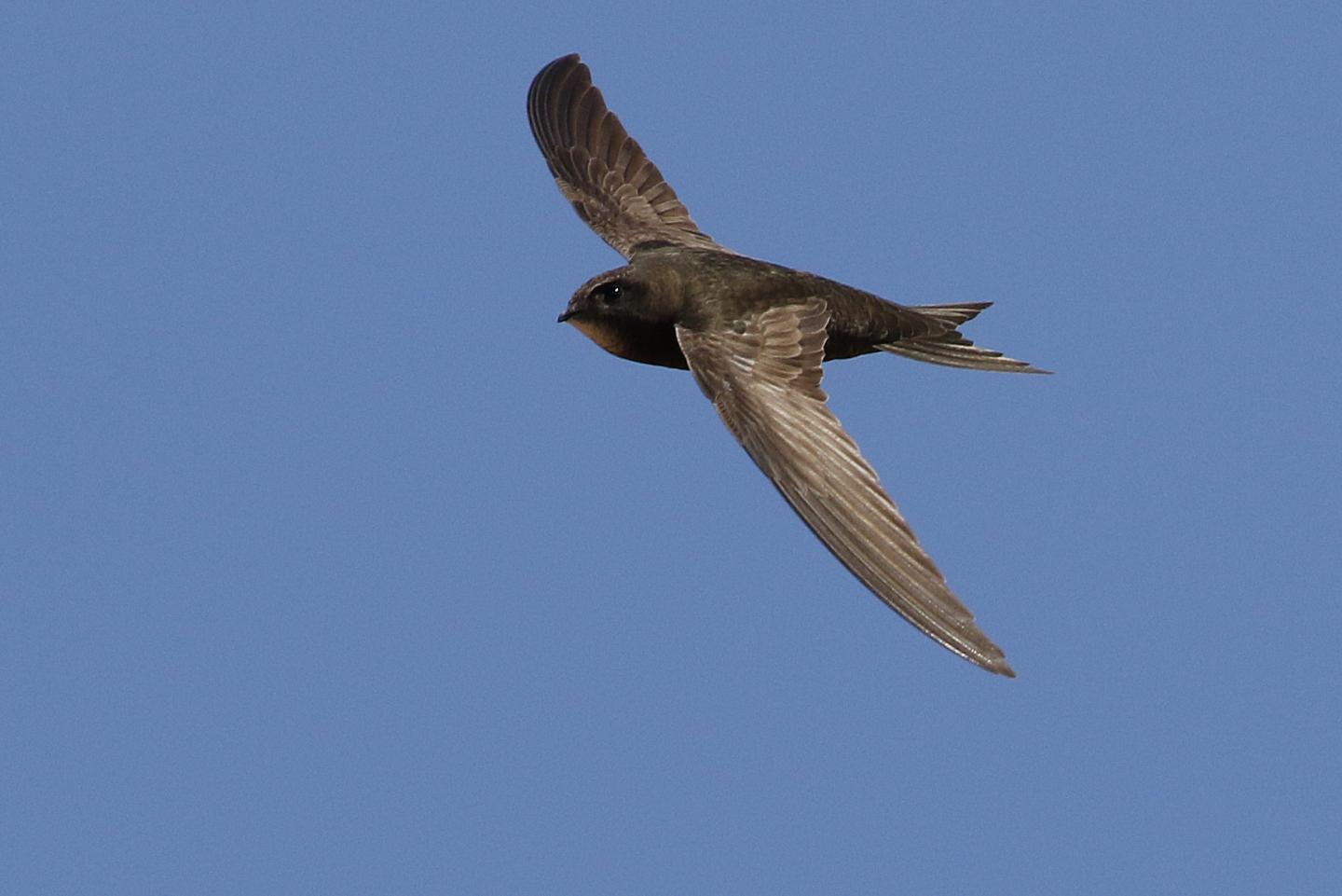 Common Swift