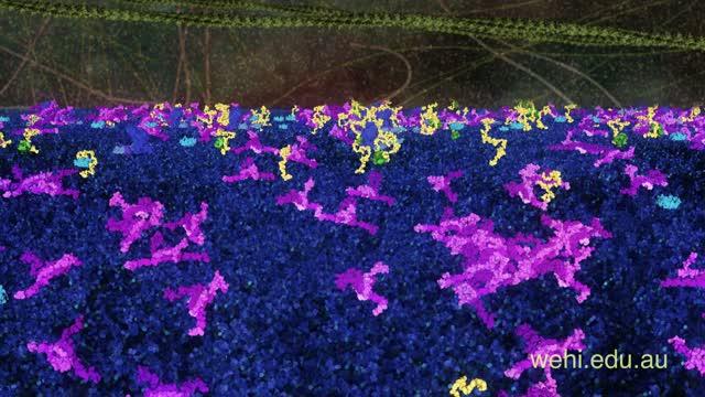 Pore Forming in Mitochondrion (1 of 2)