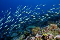 The Seas around Islands Teem with Life