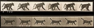 Footfall Sequence in Primate and Nonprimate