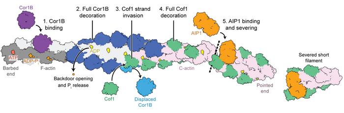 Severing of actin filament