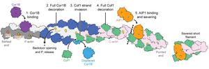 Severing of actin filament