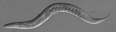 Arsenic-Based Compounds as Backup Against Phosphine-Resistant Pests? (2 of 2)