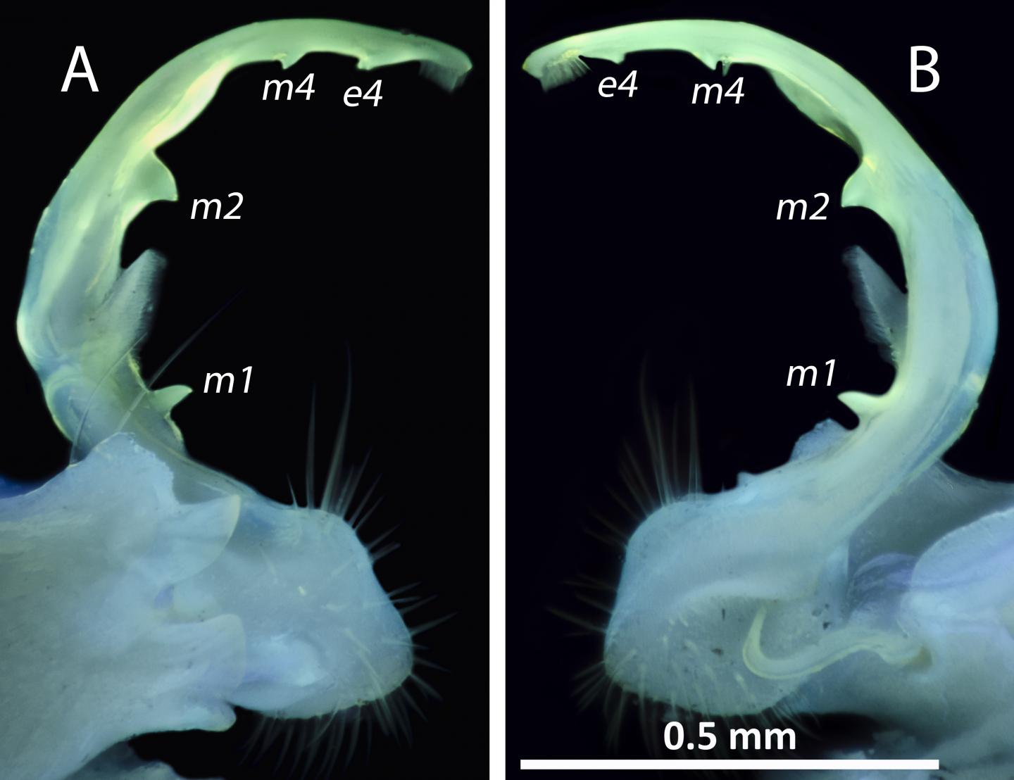 Glowing millipede genitalia of <em>P. minor</em>
