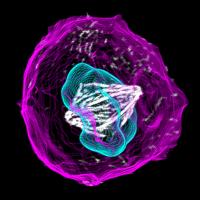 Mitotic Cell