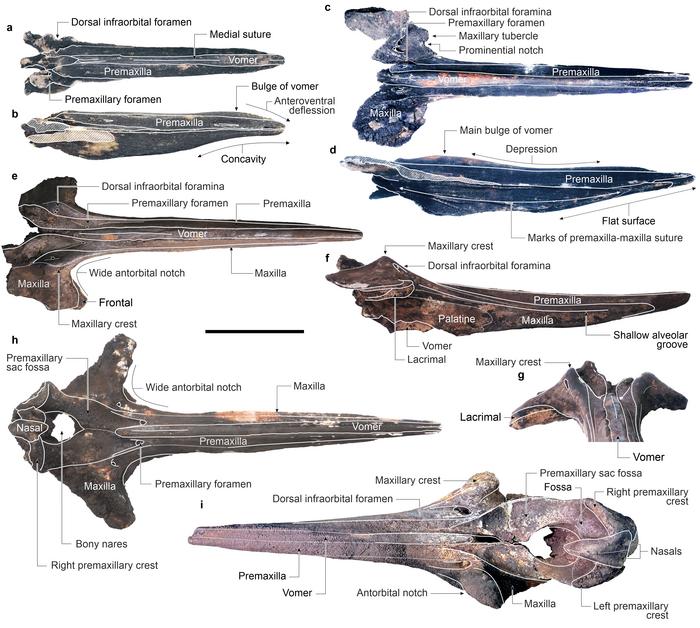 Fossil beaked whale skulls collected from the Diamantina Zone.
