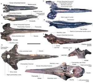 Fossil beaked whale skulls collected from the Diamantina Zone.