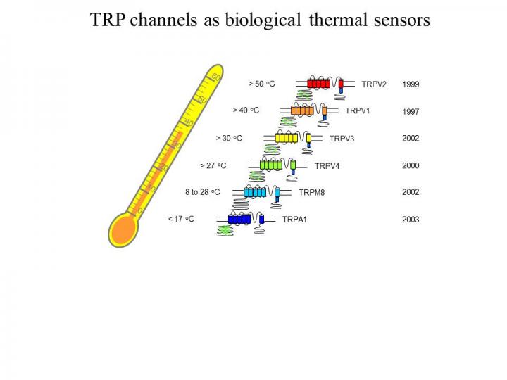 TRP Family of Temperature Sensors