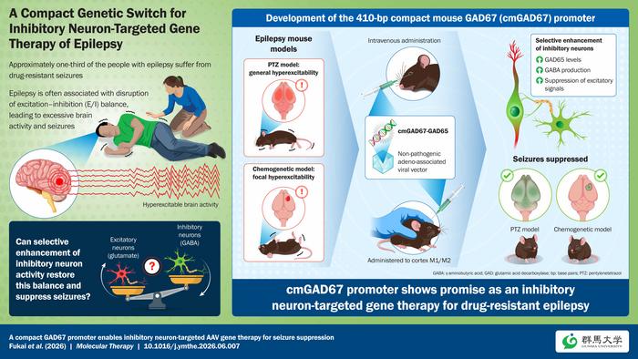 Researchers develop a compact promoter that could unlock gene therapies for drug-resistant epilepsy