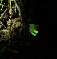 Luminescent Mushrooms