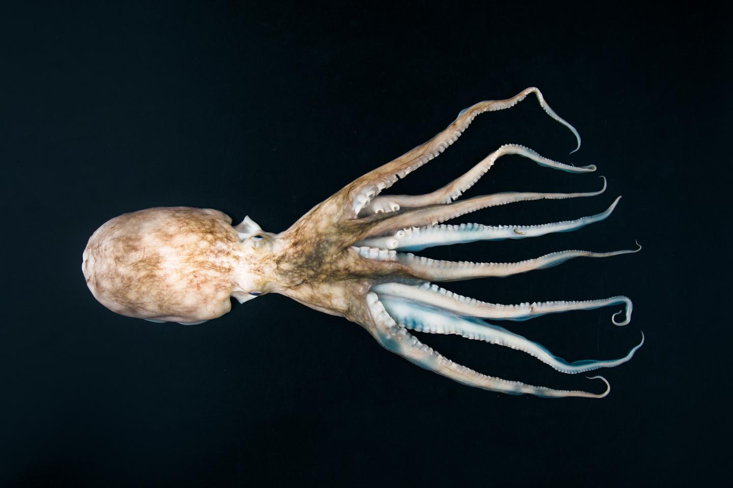 <i>Eledone cirrhosa</i>.