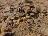 Cataglyphis fortis