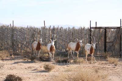 Scimitar-horned Oryx