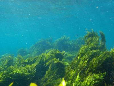 Crayweed Habitat