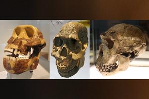 Three skulls