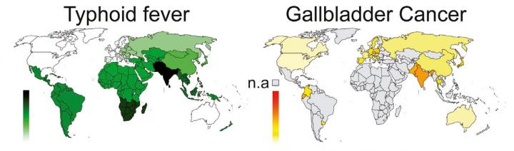 Typhoid -- Gall Bladder Cancer Correlation