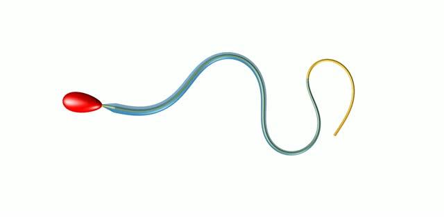 Sperm Structure (2 of 2)