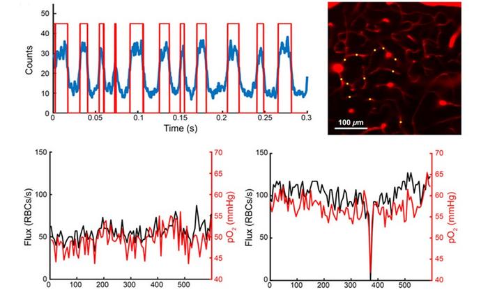 Researchers used a two-photon phosphorescent probe to monitor capillary flux and oxygen in sets of capillaries, obtaining a robust oxygen and flux estimate within each capillary, sufficient to observe spontaneous stalls in flow.