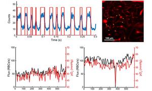 Researchers used a two-photon phosphorescent probe to monitor capillary flux and oxygen in sets of capillaries, obtaining a robust oxygen and flux estimate within each capillary, sufficient to observe spontaneous stalls in flow.