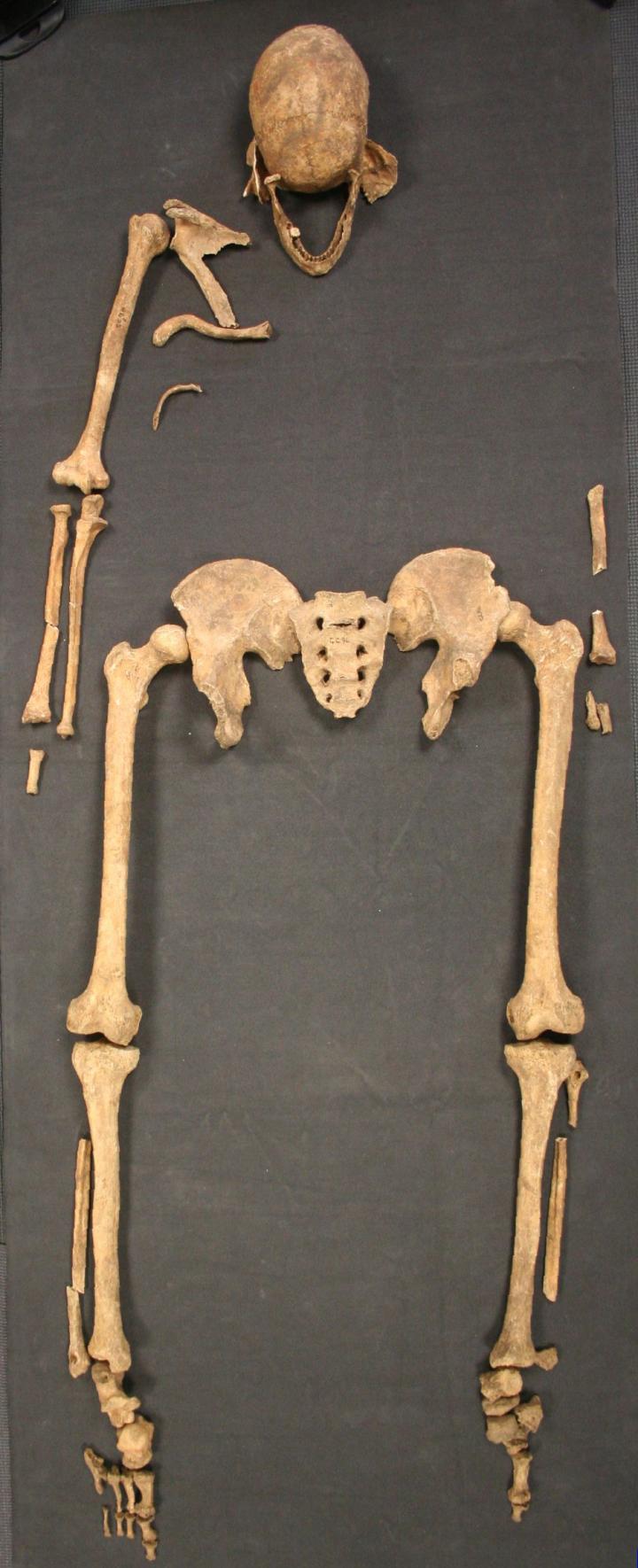 Great Chesterford Skeleton