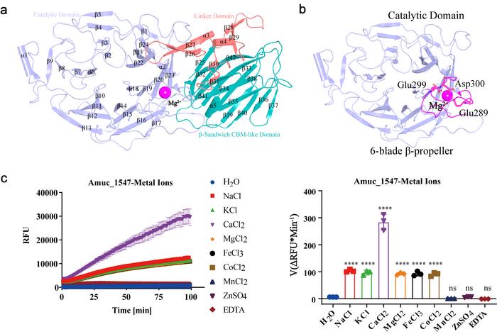Structural Features and Metal Ion-Dependent Substrate Activity of Amuc_1547.
