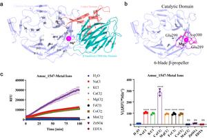 Structural Features and Metal Ion-Dependent Substrate Activity of Amuc_1547.