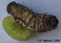 The Parasitoid Coccygidium luteum