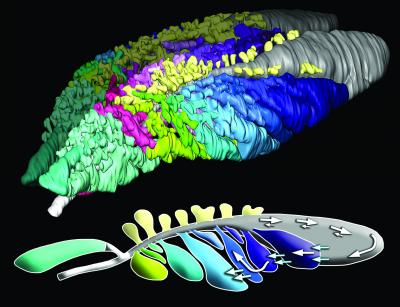 Lizard Lungs and 1-way Airflow