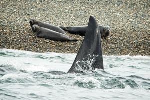 An orca swims near seals