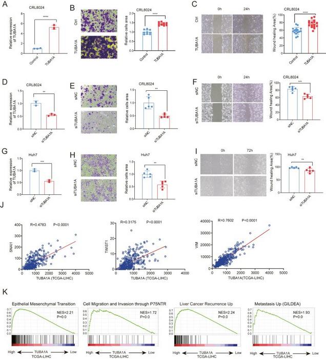 TUBA1A plays a key role in regulating HCC cell motility.