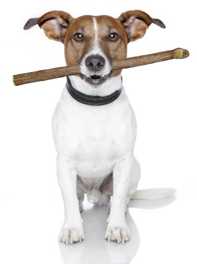 Misconceptions About a Popular Pet Treat