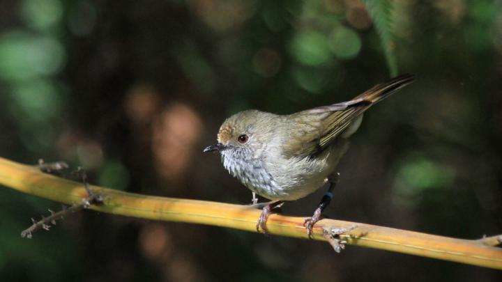 Brown Thornbill