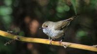 Brown Thornbill