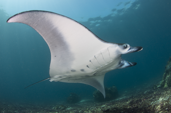 Andrea Marshall- Alfredi on reef Komodo