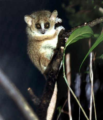 Micocebus Murinus