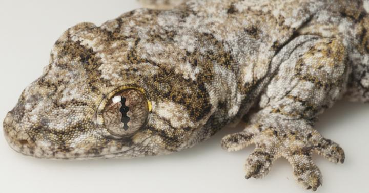 <i>Luperosaurus cumingii</i>