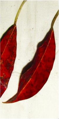 <I>Draco</I> Gliding Membranes (1 of 2)