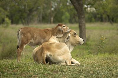 Breeding Their Horns Off -- A Winner