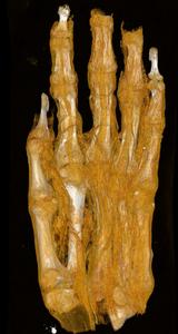 Egyptian mummy hand