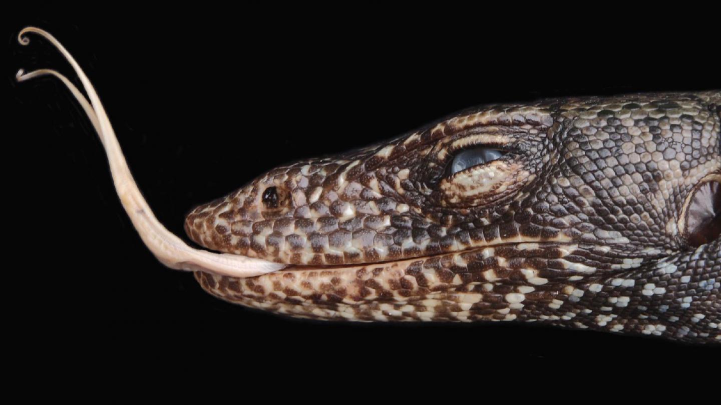 <I>Varanus semotus</I> (1 of 3)