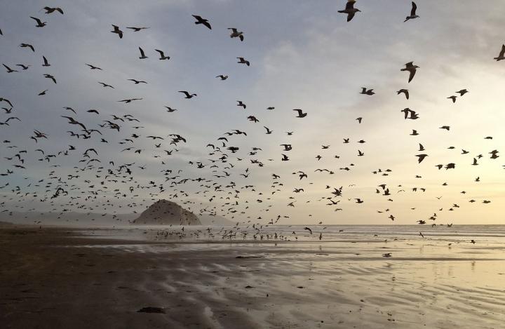 Analysis of 10,000 Bird Species Reveals How Wings Adapted to Their Environment and Behavior