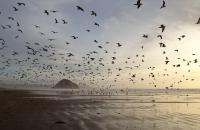 Analysis of 10,000 Bird Species Reveals How Wings Adapted to Their Environment and Behavior